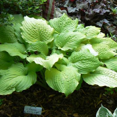 Hosta 'Dawn's Early Light'